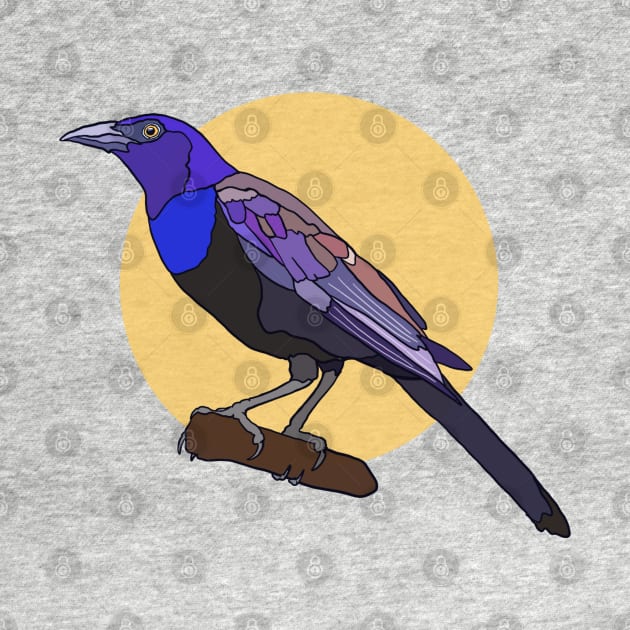 Common Grackle by New World Aster 